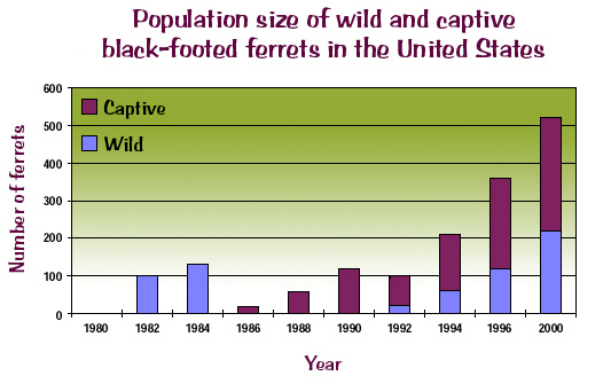 Population Growth - Black-footed ferret